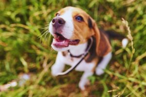 cachorro filhote sentado na grama