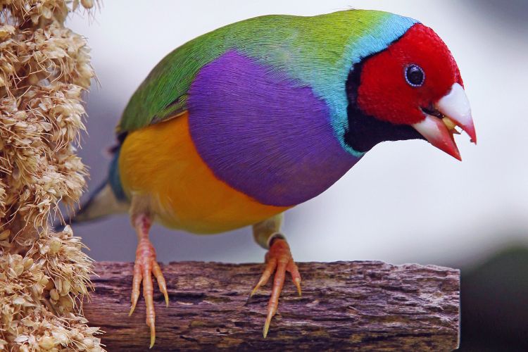 pássaro diamante gould comendo sementes no galho