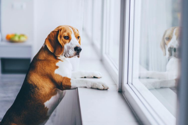 cachorro beagle olhando  pela a janela 