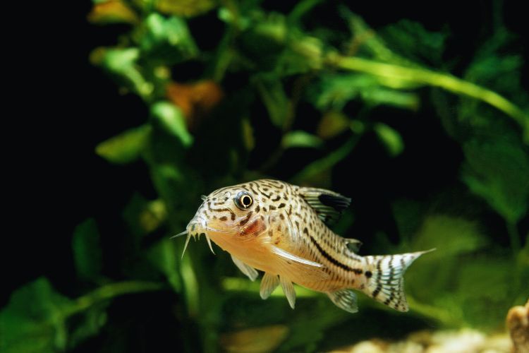 peixe corydora nadando no aquário