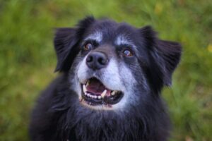 cachorro preto e velho olhando para frente