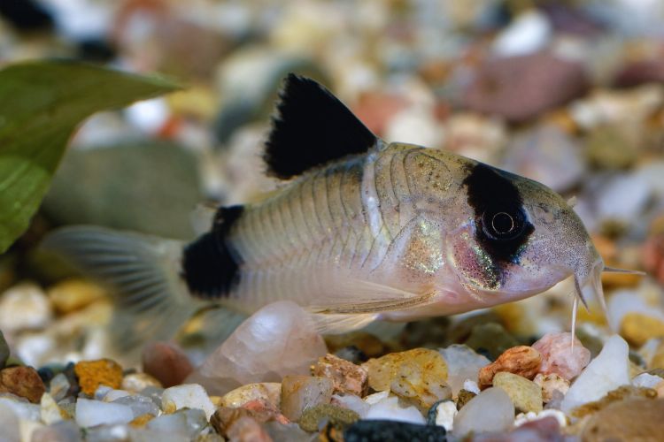 peixe corydora cinza e preto no aquário