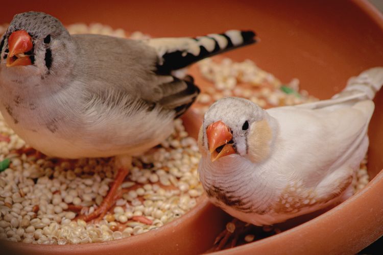 pássaros mandarim comendo sementes