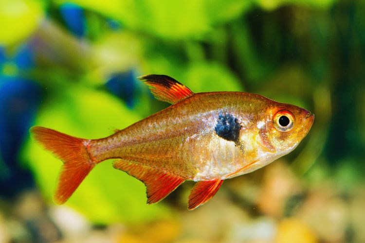 peixe mato grosso nadando em aquário