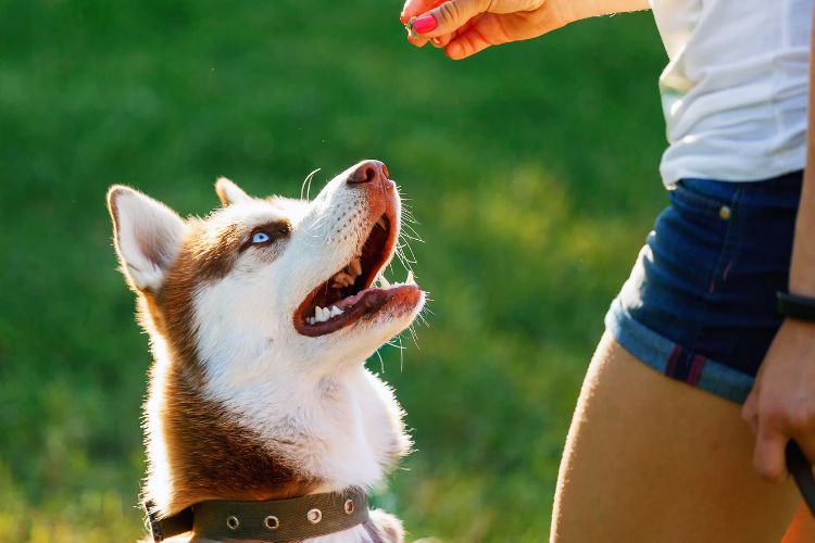 cachorro olhando para mão de dona