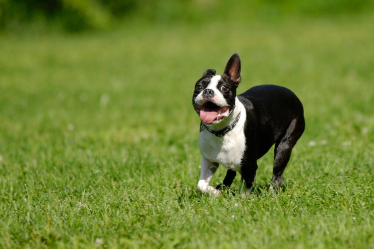 cachorro correndo no gramado