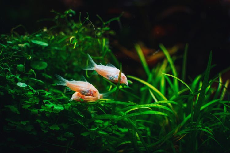 peixe corydora albina em trio entre as plantas do aquário 