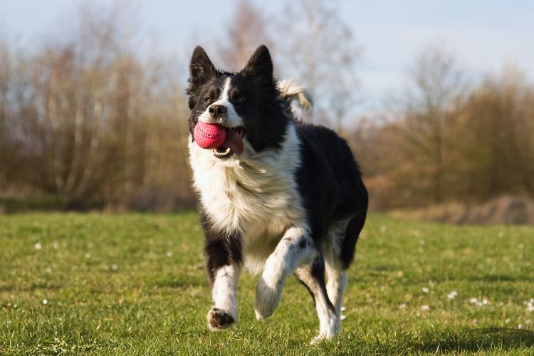 cachorro brincando com bola vermelha