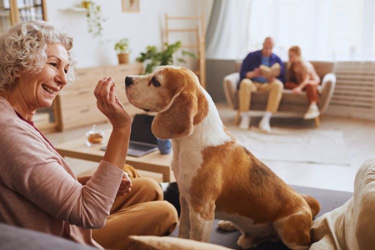 cachorro com sua dona na sala