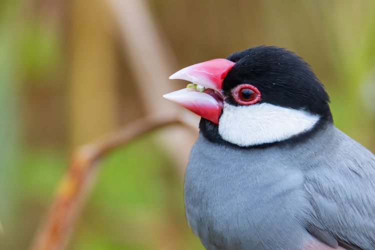 pássaro calafate comendo semente