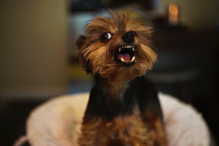 cachorro pequeno estressado dentro de casa