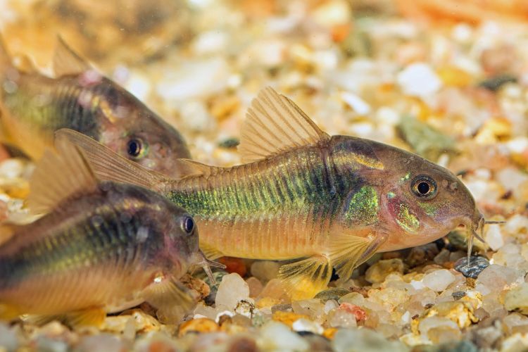 corydoras em trio descansando no aquário