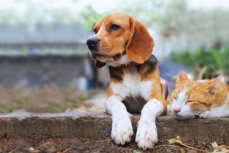 cachorro e gato descansando juntos