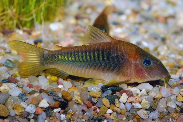 peixe corydora deitada em cascalho 