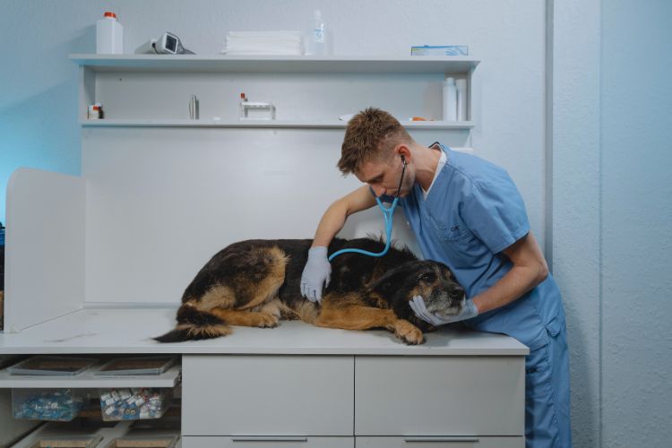 cachorro velho sendo tratado por veterinário