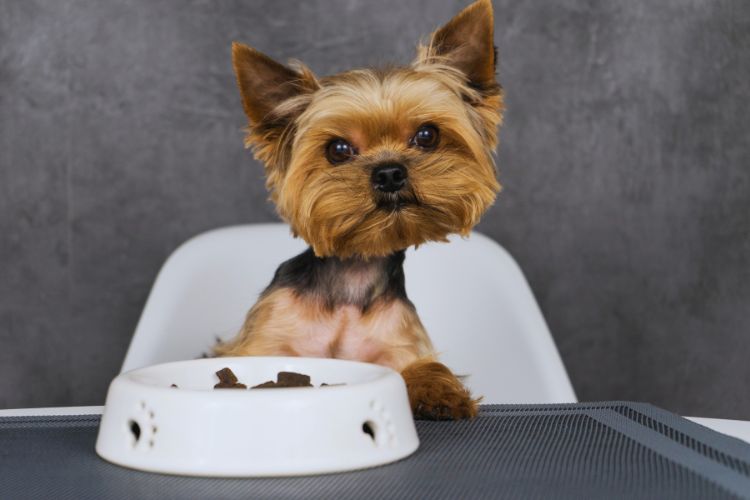 cachorro com tigela de ração