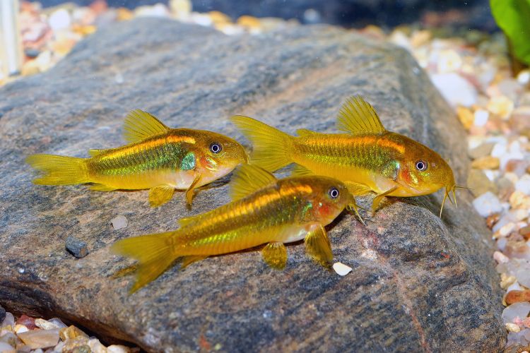 peixe corydora em trio no aquário