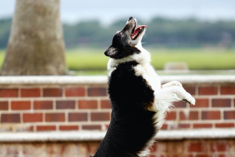 cachorro pulando e olhando para cima 