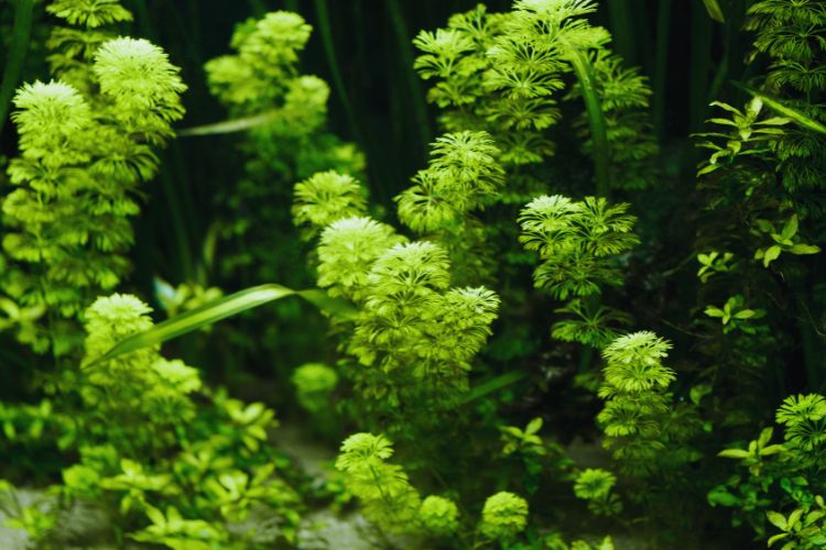 aquário com varias plantas juntas