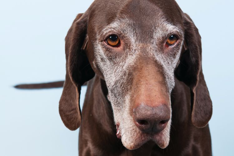 cachorro velho marrom olhando para frente