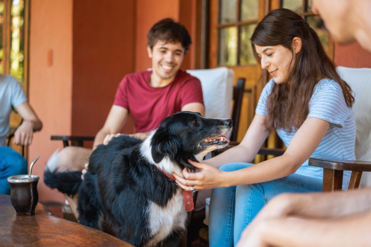 cachorro na sala com pessoas