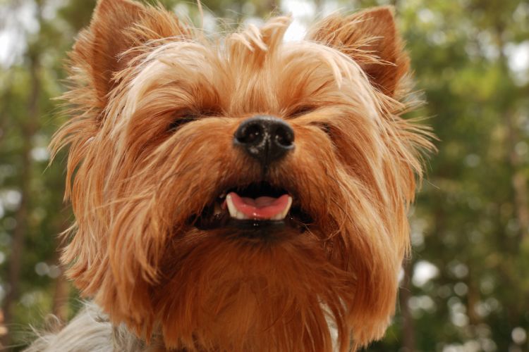 cachorro com os dente a mostra