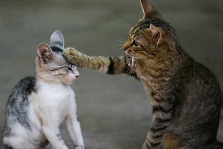 gatos brincando na rua