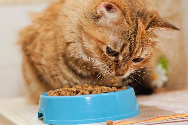 gato olhando para comida em tigela