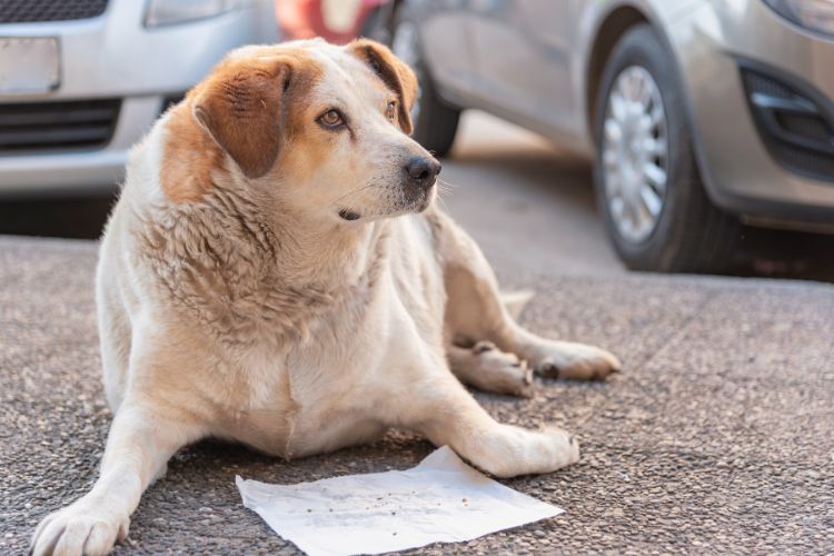 cachorro gordo deitado perto de papel