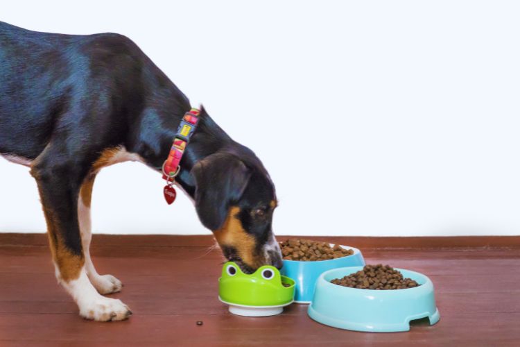 cachorro comendo ração e mais duas tigelas