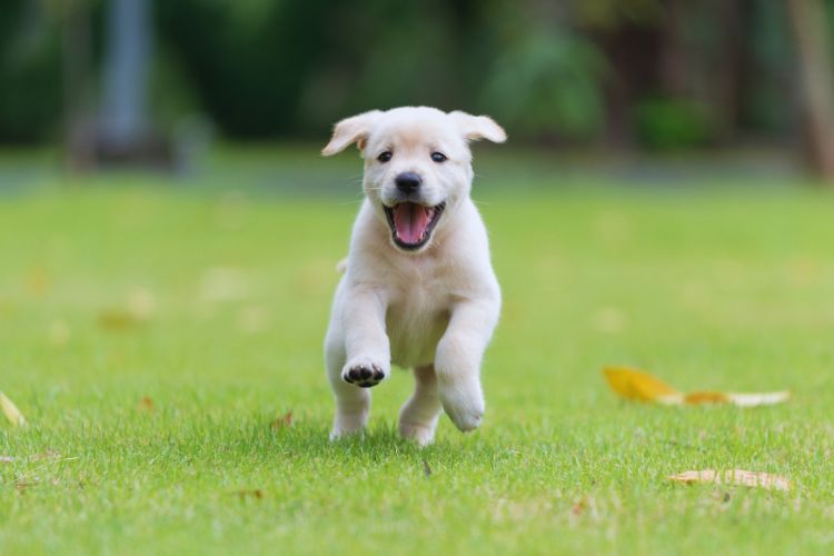 cachorro branco correndo na grama