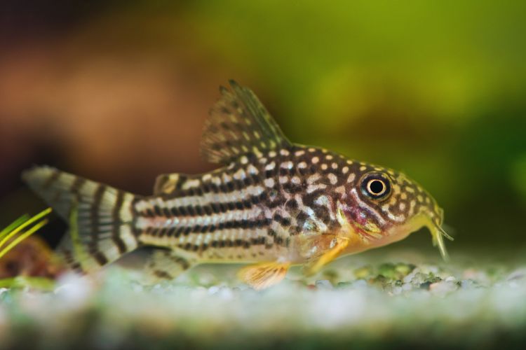 peixe corydora pintada no aquário