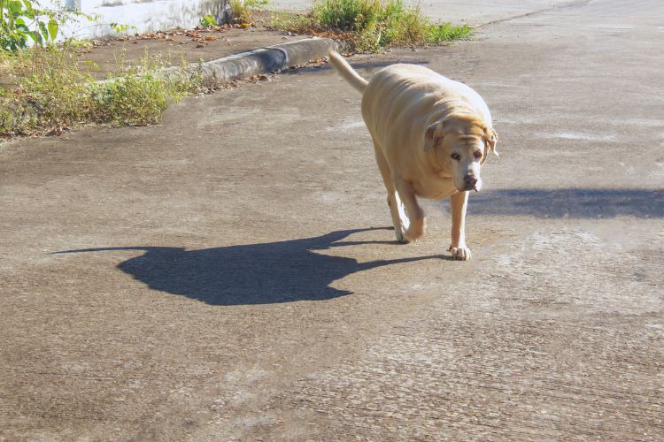 cachorro gordo andando na rua