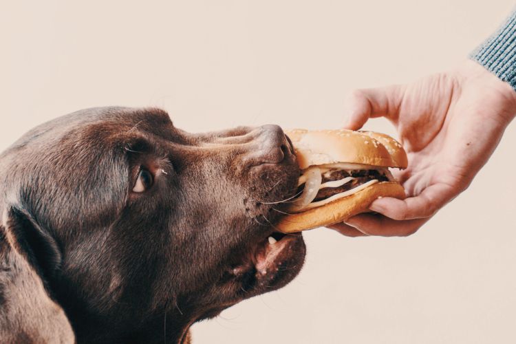 cachorro marrom comendo hamburger