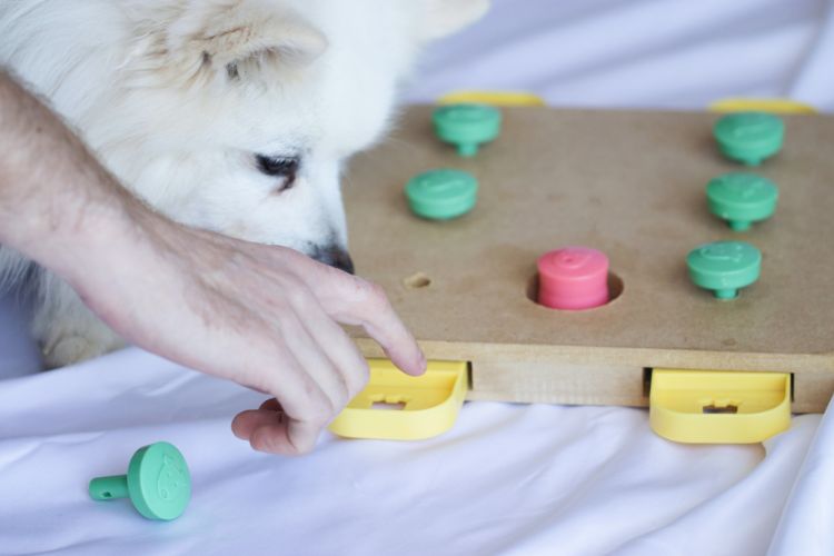 cachorro brincando com jogo interativo