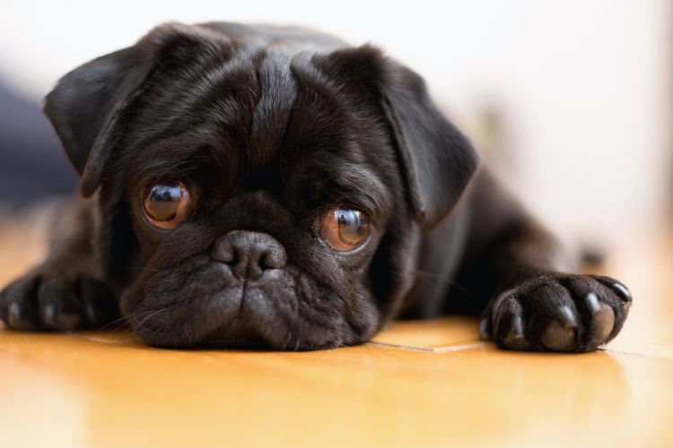 cachorro preto deitado e cansado