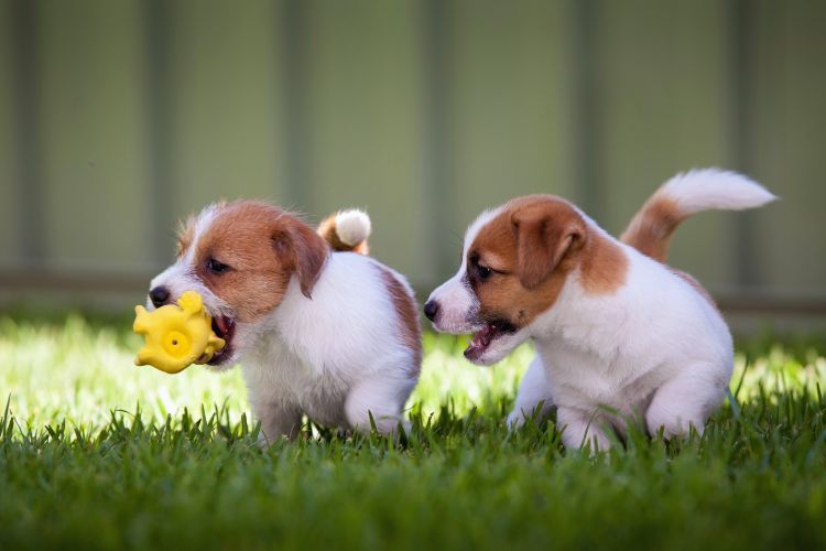 cachorros filhotes em dupla brincando com a bola