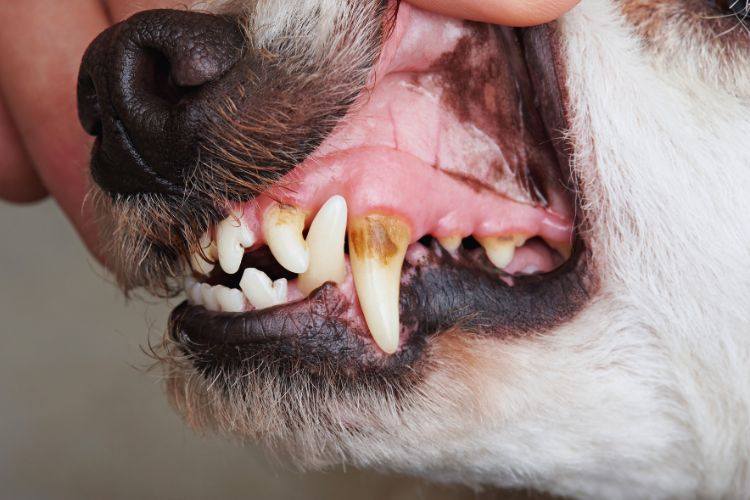 cachorro com o dente a mostra