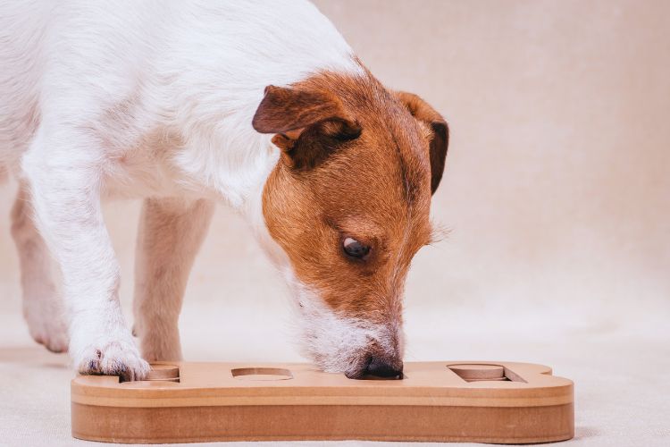 cachorro cheirando brinquedo 