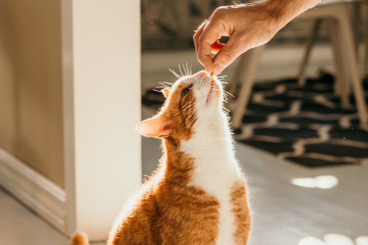 gato recebendo petisco de dono 