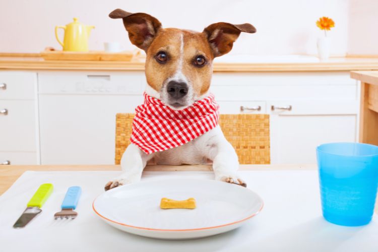 cachorro com lenço no pescoço sento em mesa