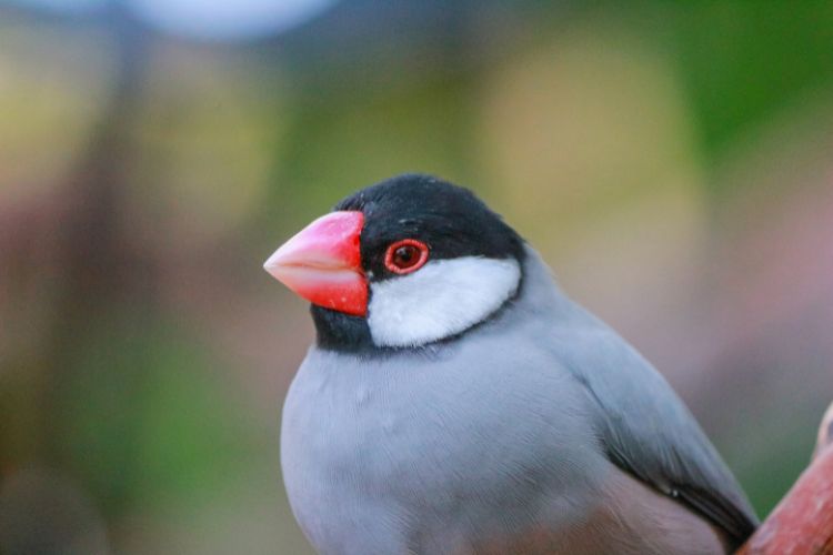 pássaro calafate olhando para frente