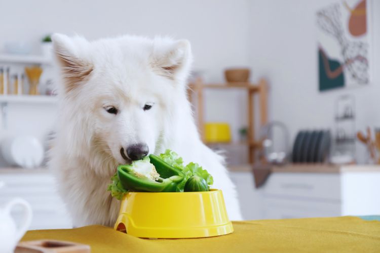 cachorro comendo verdura na tigela