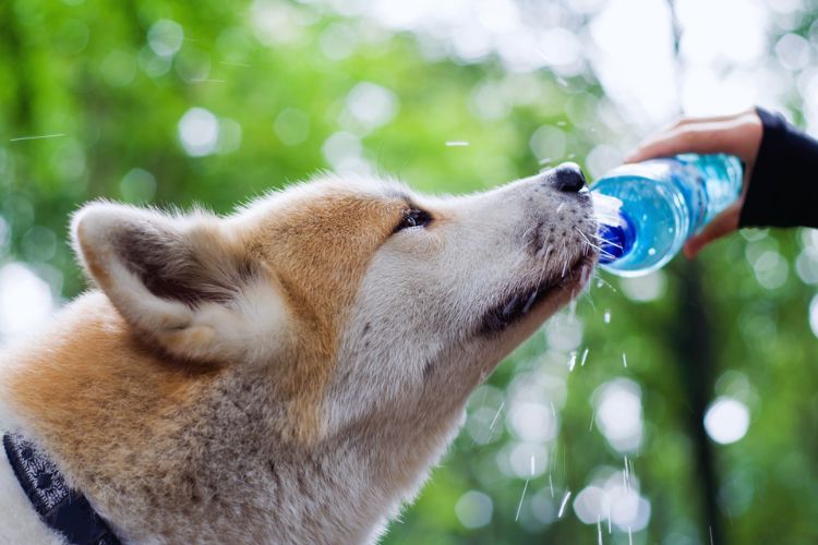 cachorro bebendo agua da garrafa