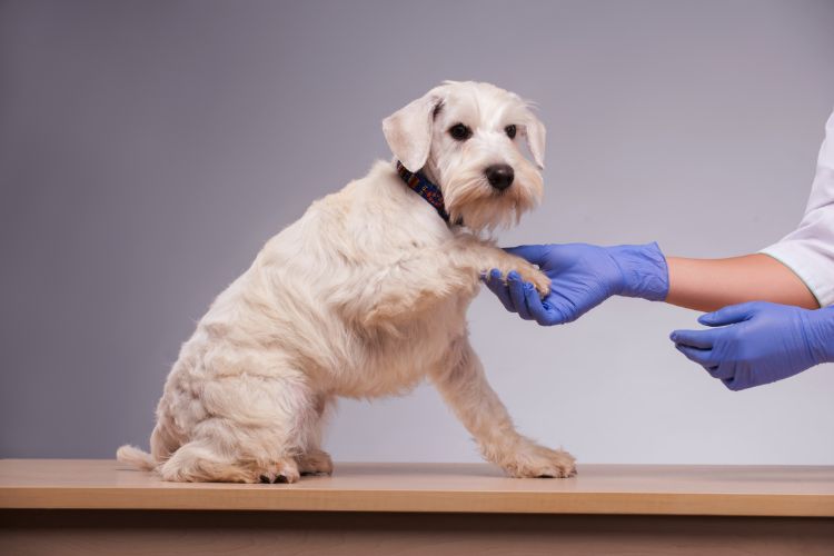 cachorro sendo examinado por veterinario