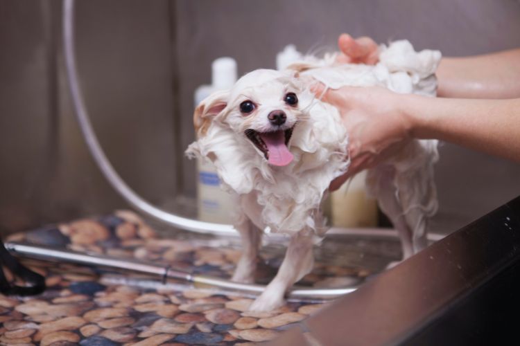 cachorro tomando banho e com espuma