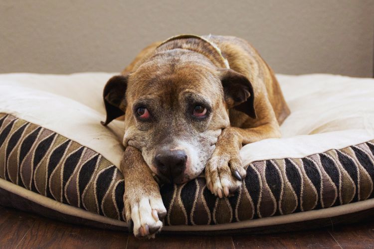 cachorro velho deitado na cama