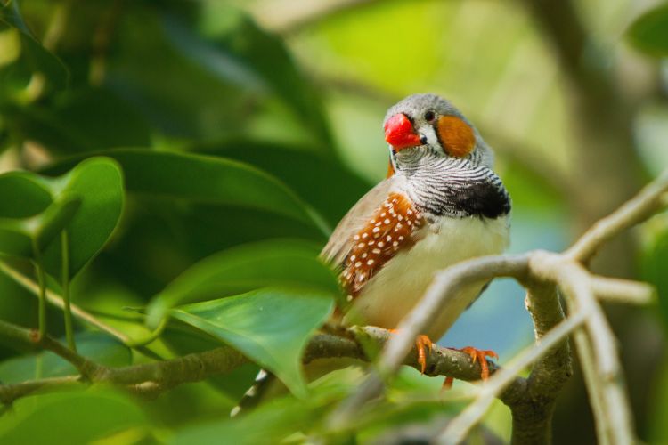 pássaro mandarim pousado no galho de uma planta