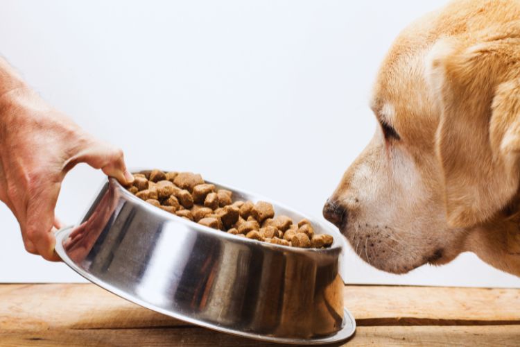 cachorro cheirando ração na tigela