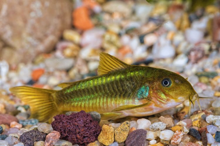 peixe corydora descansando no substrato do aquário